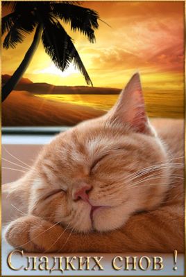 Открытка «Кот»: Сладких снов: уютный кот на красивом закате. Тэги: животное, пожелание, красивая, позитив, природа…